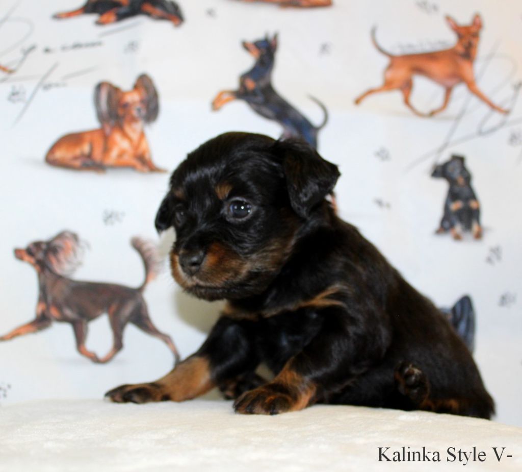 Kalinka Style - Chiot disponible  - Russkiy Toy (Petit Chien Russe)