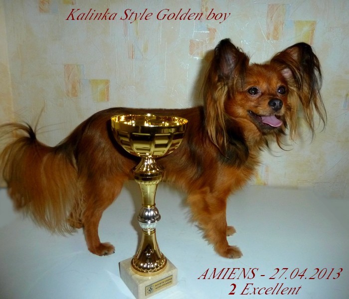 CH. Kalinka Style Golden boy