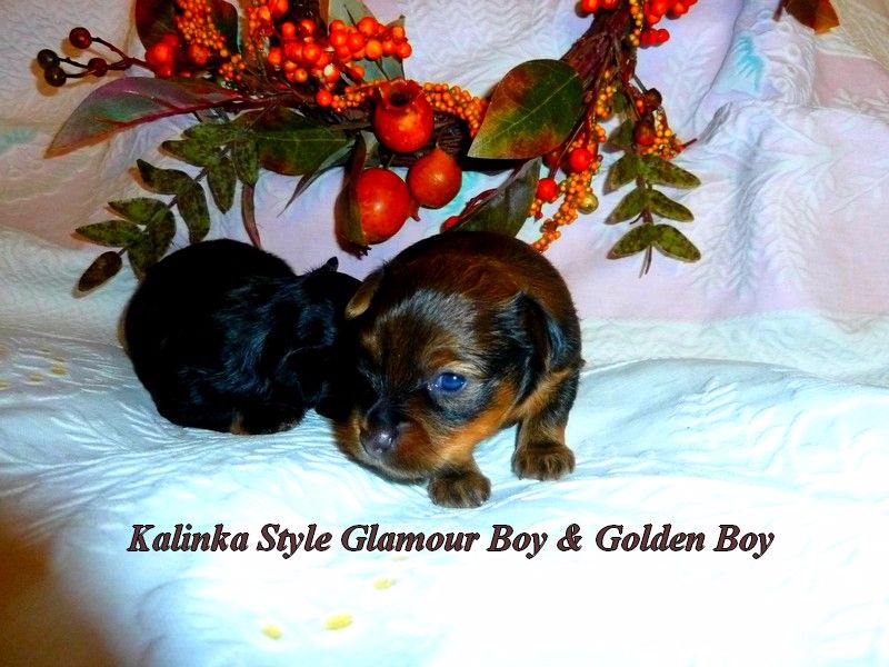CH. Kalinka Style Golden boy