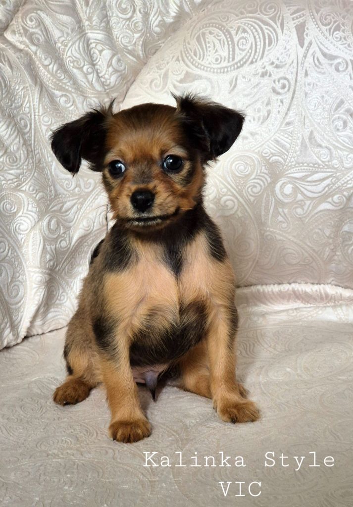Kalinka Style - Chiot disponible  - Russkiy Toy (Petit Chien Russe)