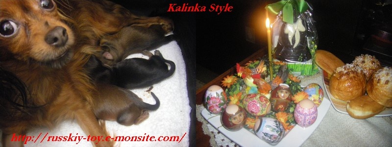 Kalinka Style - Russkiy Toy (Petit Chien Russe) - Portée née le 01/04/2010