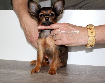 CHIOT Talent Gold /Tomi/